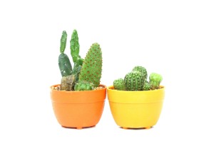 Kaktus | fot.: Fotolia