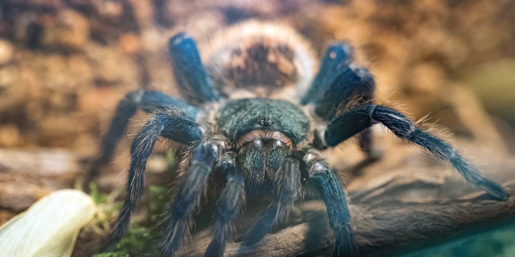 Chromatopelma cyaneopubescens