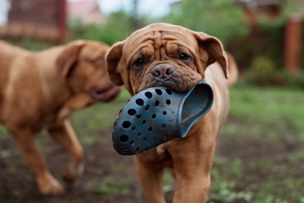 dogue de bordeaux 