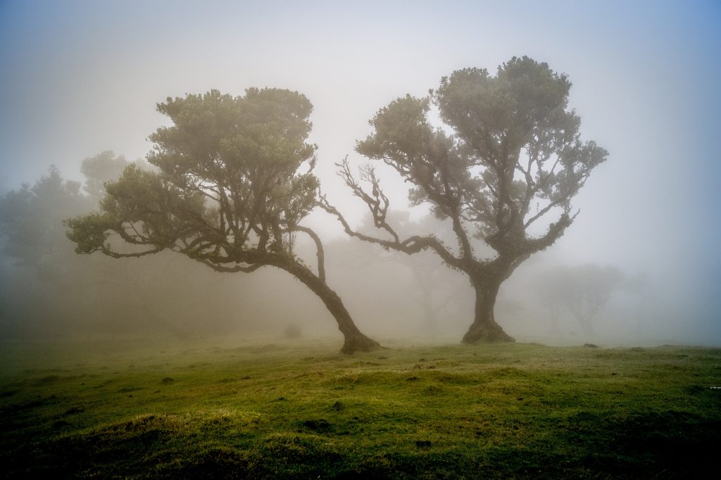 Mroczny las Fanal na Maderze 