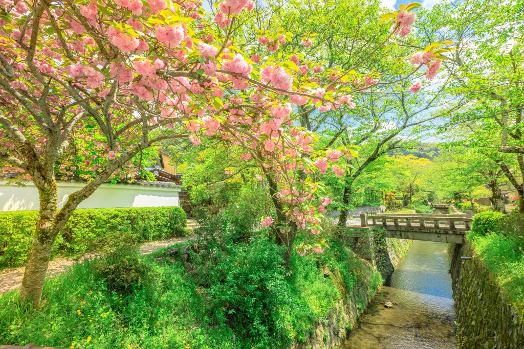 Philosopher's Path Kioto