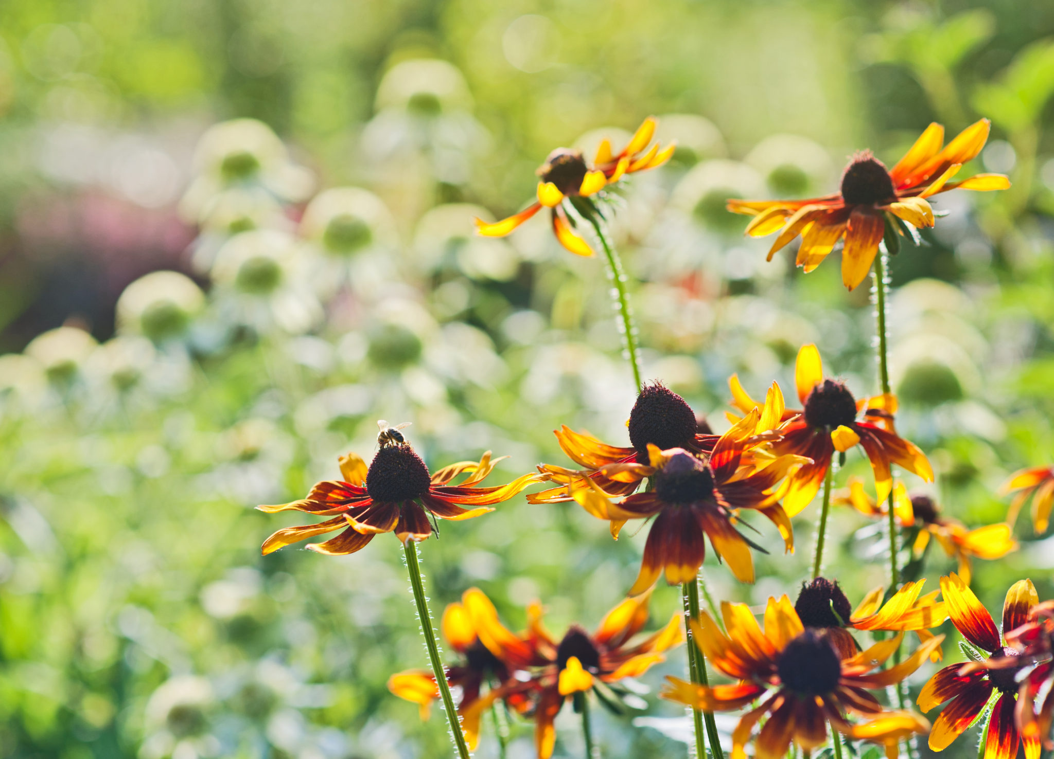 Rudbekie