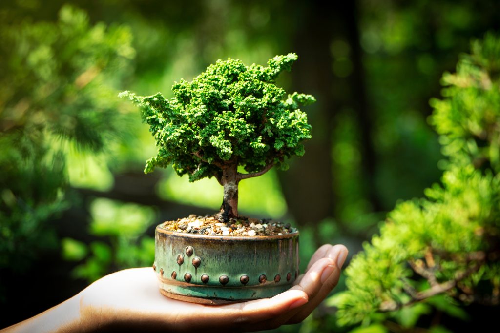 Sekka Hinoki bonsai