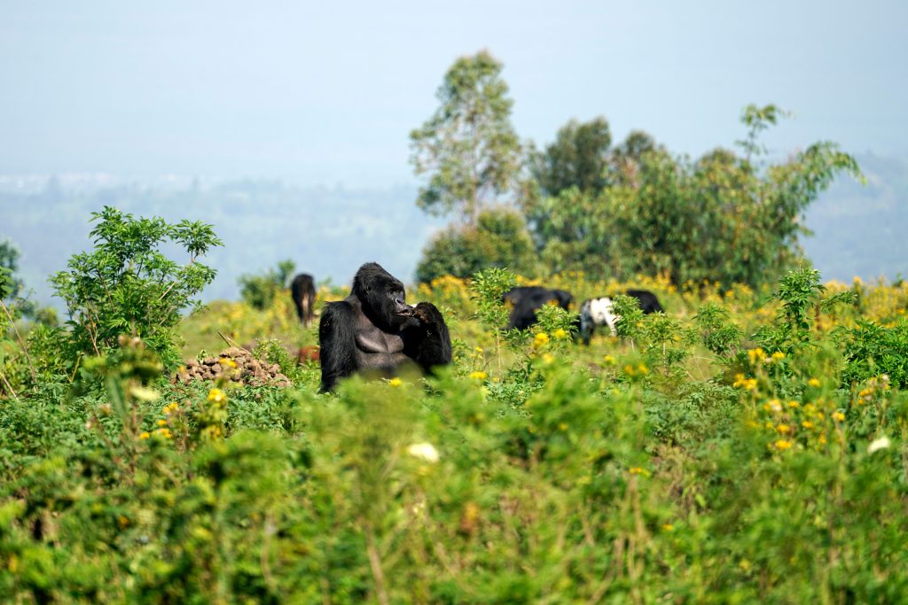 Virunga National Park, Kongo