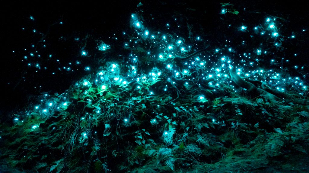 Waitomo Glowworm 