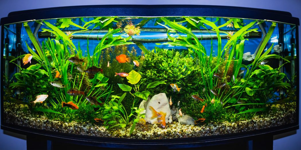 akwarium w domu