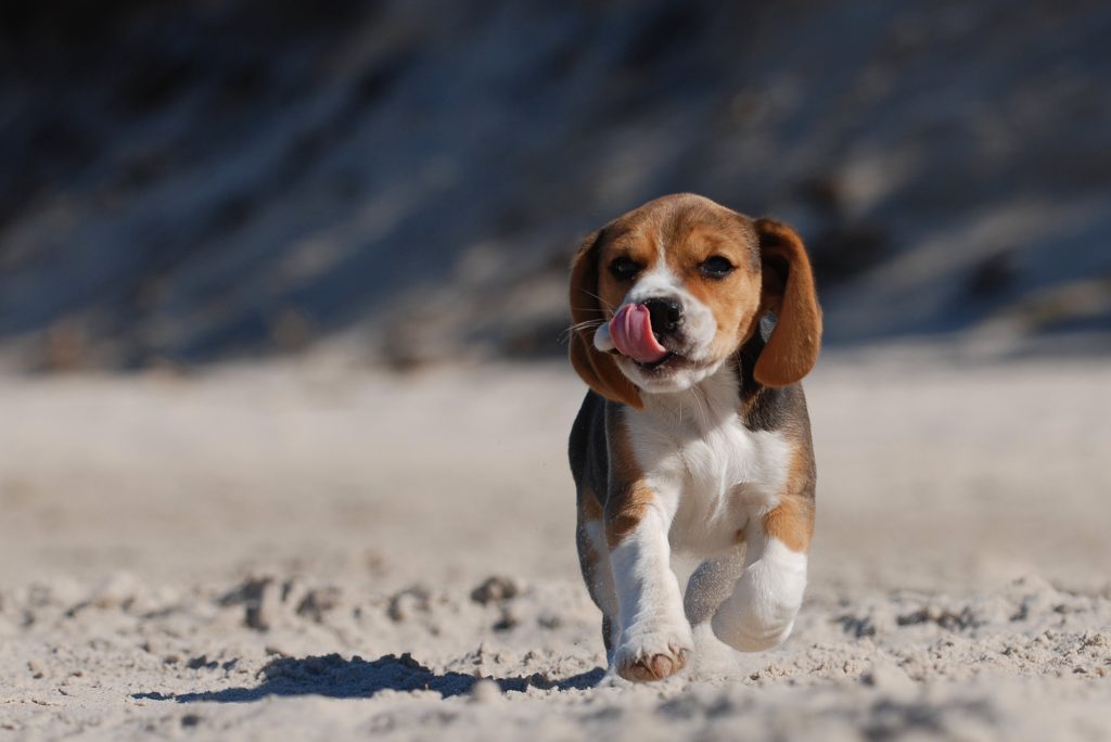 beagle