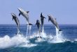 delfiny butlonose