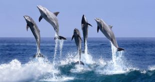 delfiny butlonose