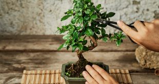 bonsai formowanie