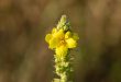 Żółty kwiat dziewanna Verbascum, kwiat łąkowy, żółty kwiat przyciąga owady, zapylanie
