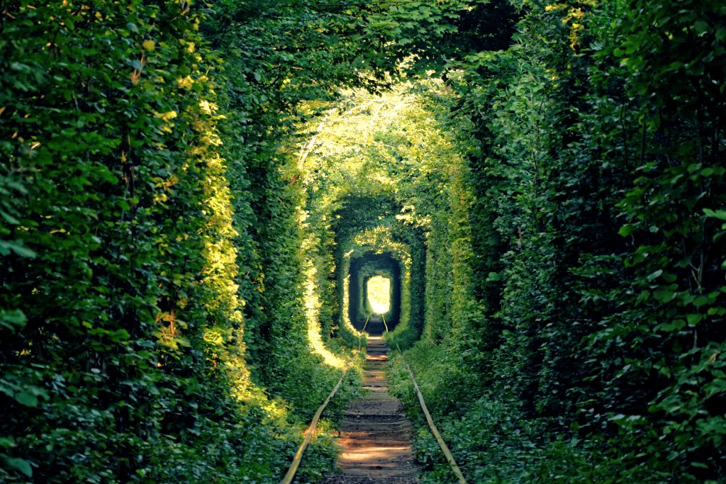 Zielony tunel miłości w Klewaniu na Ukrainie