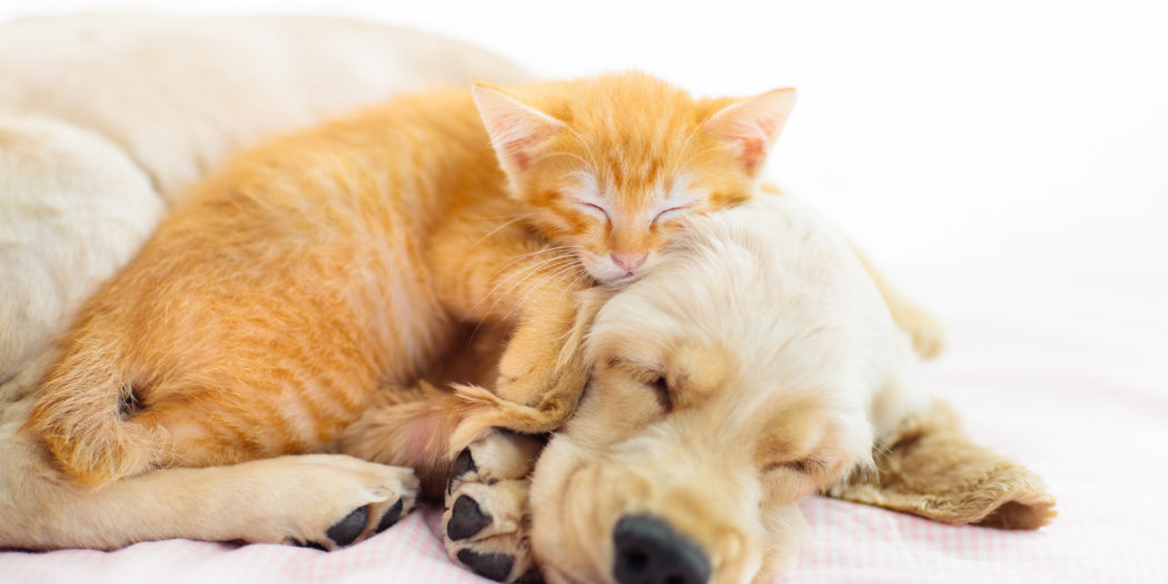 rudy kociak śpiący na biszkoptowym szczeniaku