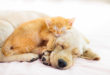 rudy kociak śpiący na biszkoptowym szczeniaku