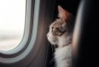 kot na pokładzie samolotu