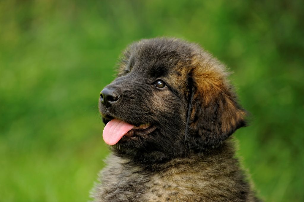 Leonberger  szczeniak