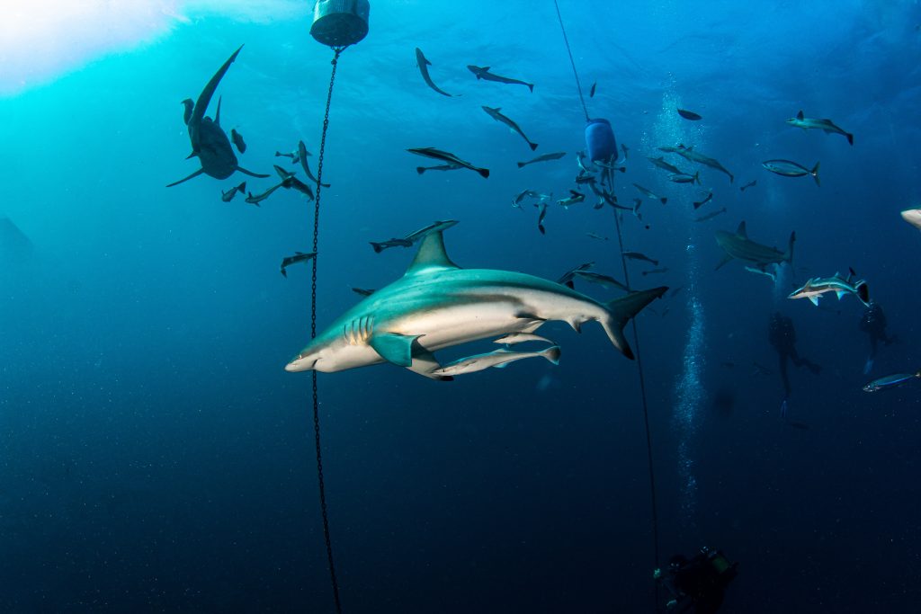 Nurkowanie z rekinami białymi, RPA