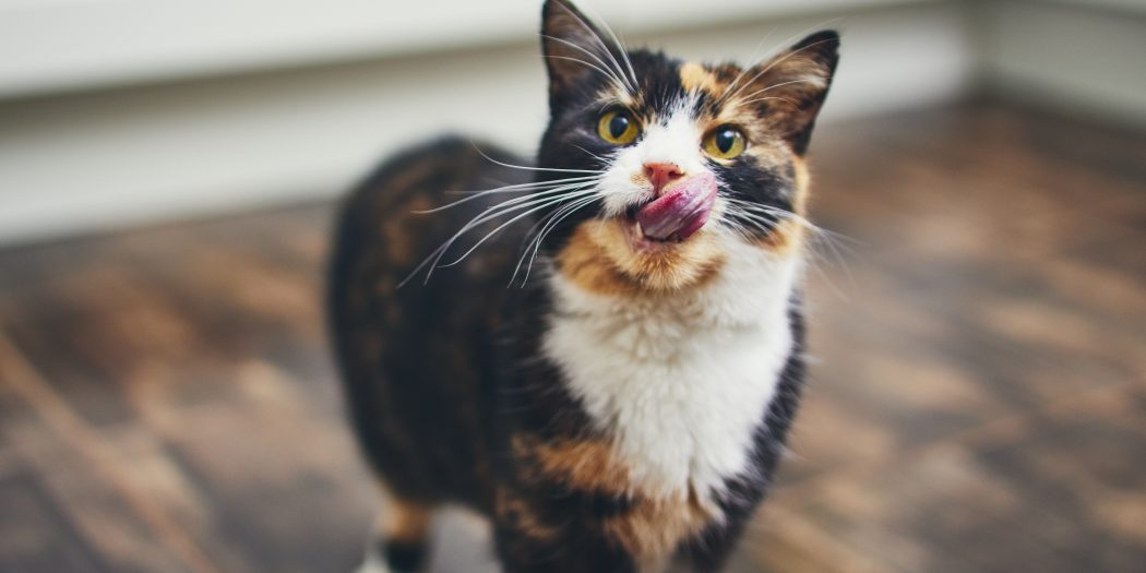 oblizujący się kot