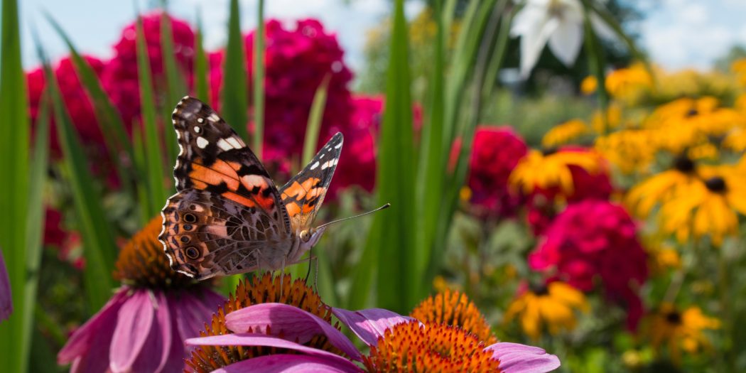 ogród kwiatowy dla motyli