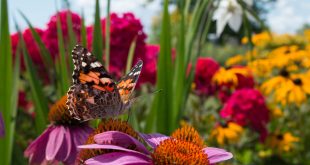 ogród kwiatowy dla motyli
