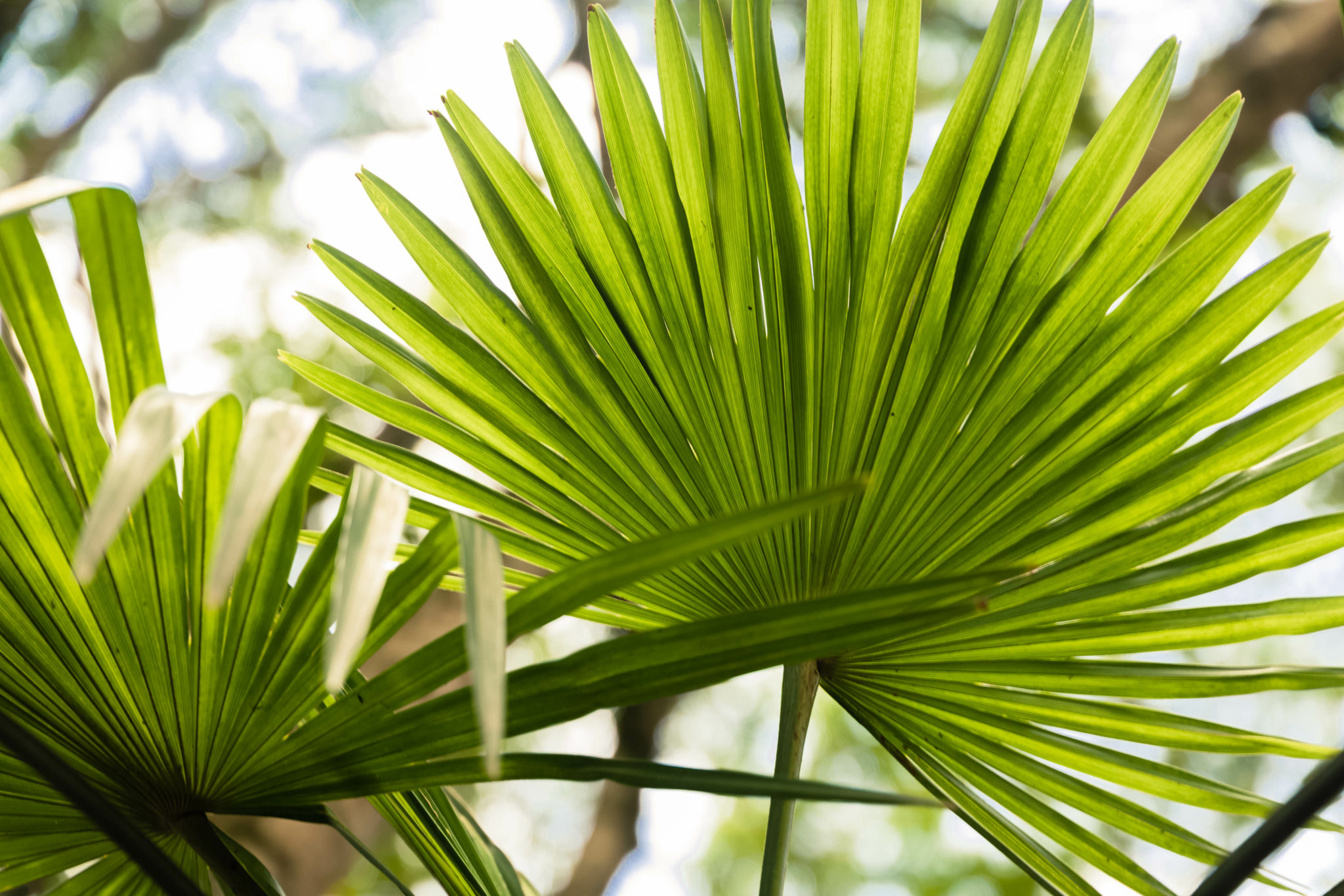  Livistona Chinensis palma