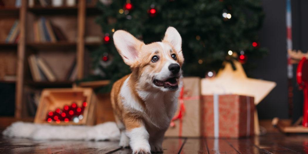 Pies corgi na tle choinki