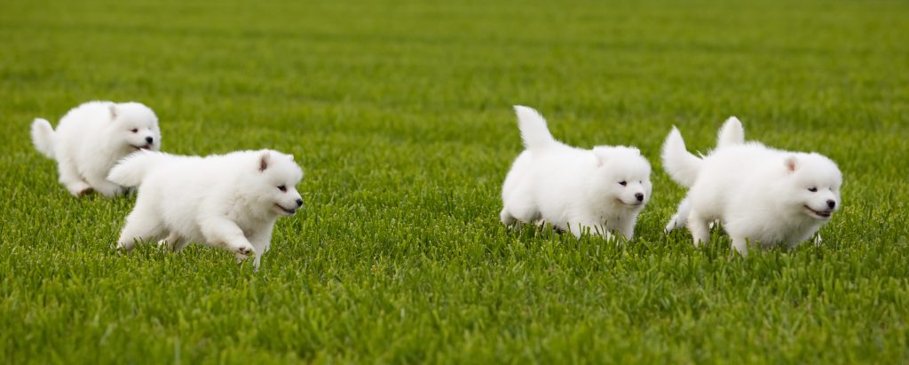 Samoyed szczeniaki