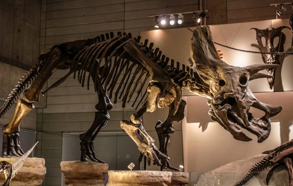 Triceratops Narodowe Muzeum Przyrody i Nauki w Japonii, Tokio 