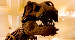 Tyranozaur Amerykańskie Muzeum Historii Naturalnej, Nowy Jork