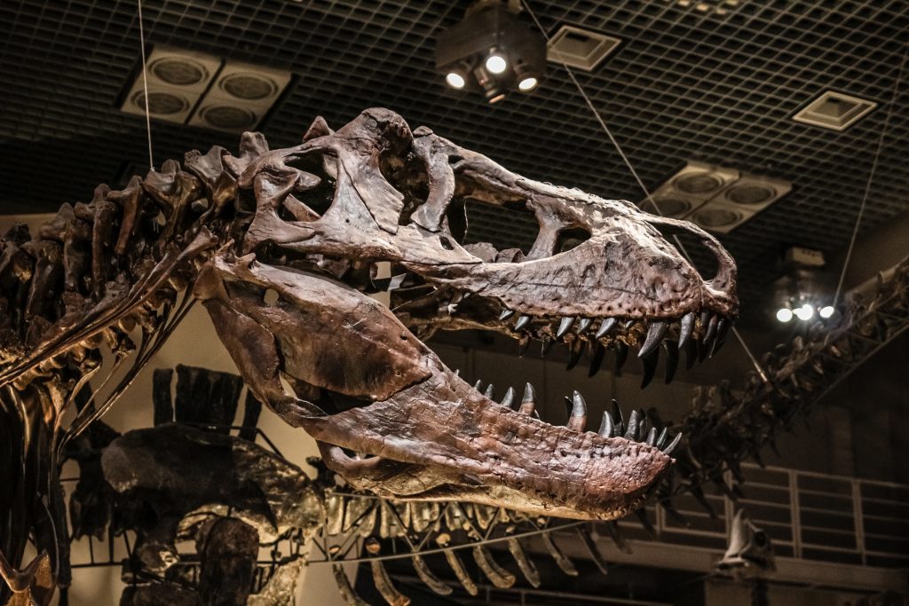 Tyranozaur Narodowe Muzeum Przyrody i Nauki (Tokio)