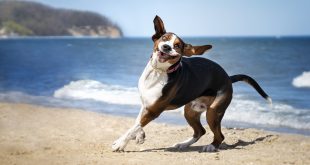 Śmieszna mina psa. Pies bawi się na plaży