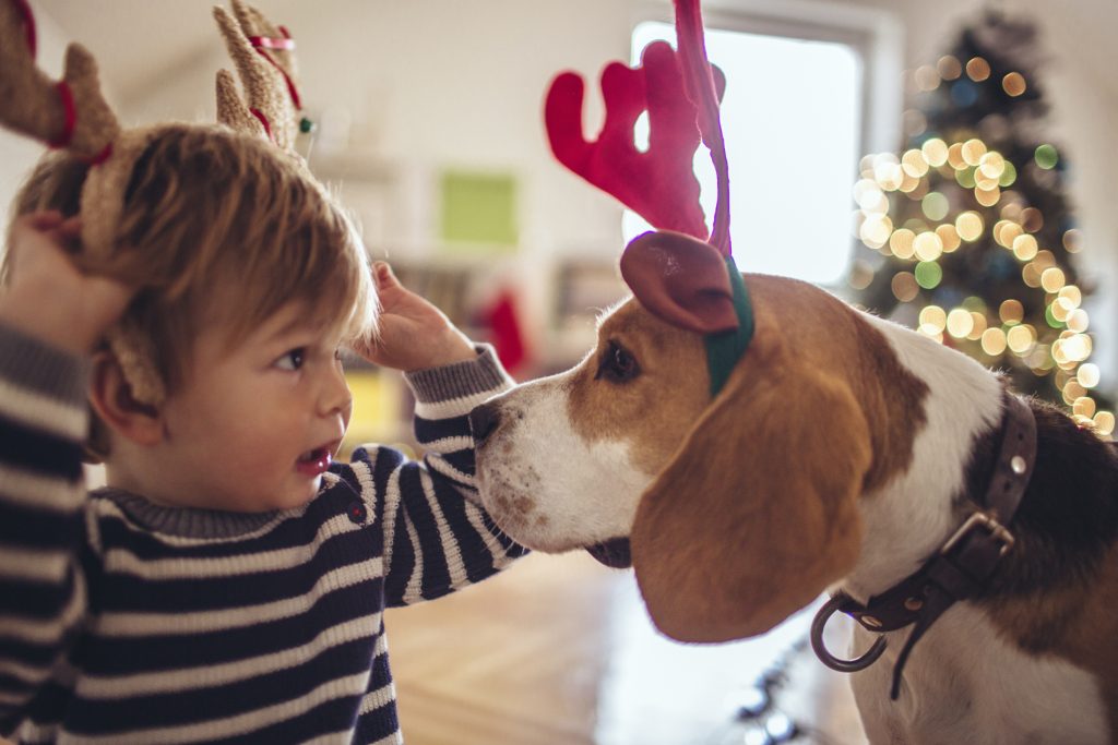 chłopiec, pies przebrania bożonarodzeniowe
