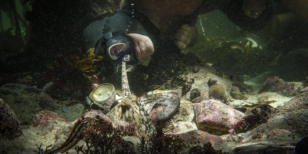 Czego nauczyła mnie ośmiornica