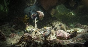 Czego nauczyła mnie ośmiornica