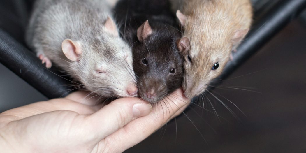 hodowla szczurów
