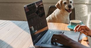 karma dla psa przez internet