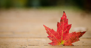 Kanada liść klonu