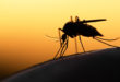 niebezpieczne komary