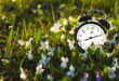 zegarek w trawie