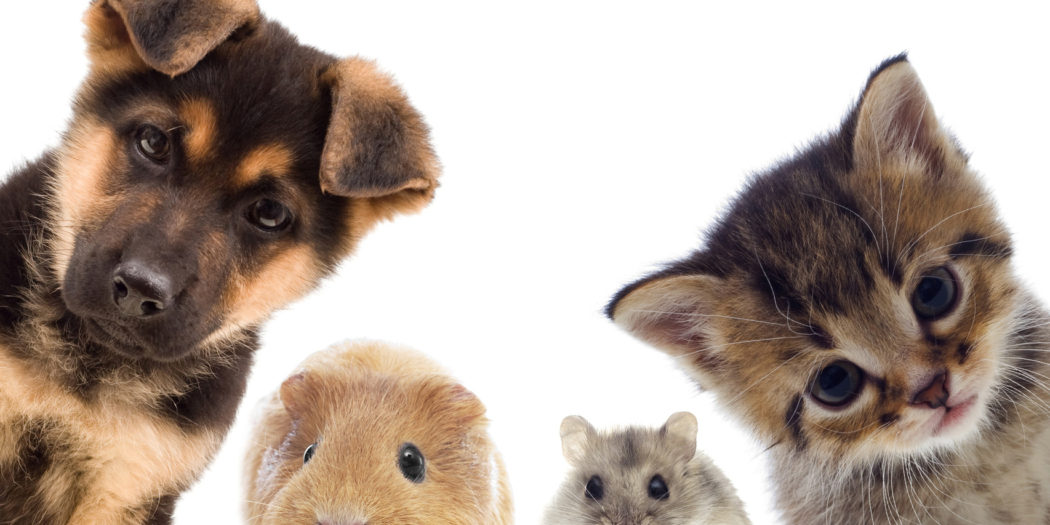 Zakup zwierzęcia dla dziecka