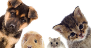 Zakup zwierzęcia dla dziecka