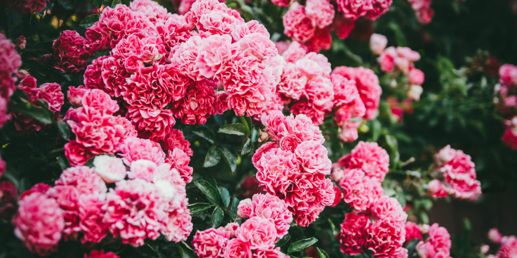 Walka ze szkodnikami w ogrodzie