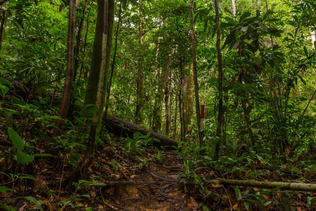 dżungla Borneo