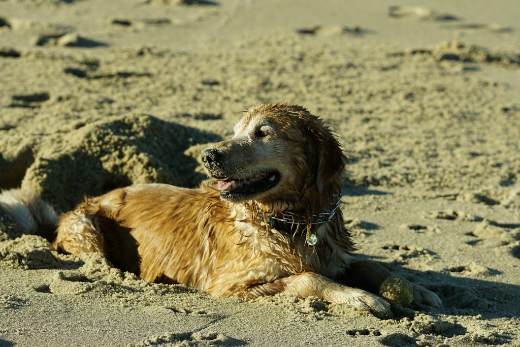 pies na plaży zdjęcie