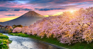 kwitnące wiśnie w Japonii, w tle góra Fuji