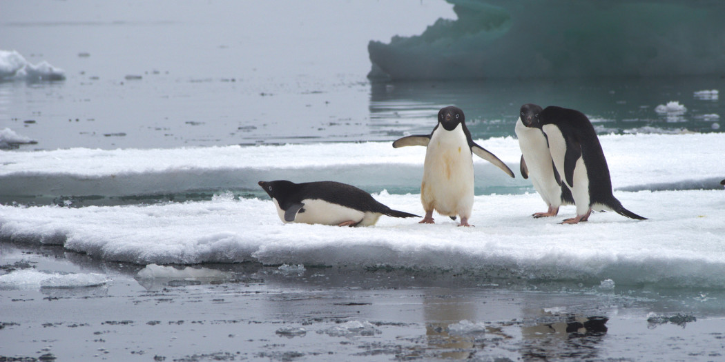 Antarktyda, pingwiny Adeli