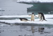 Antarktyda, pingwiny Adeli