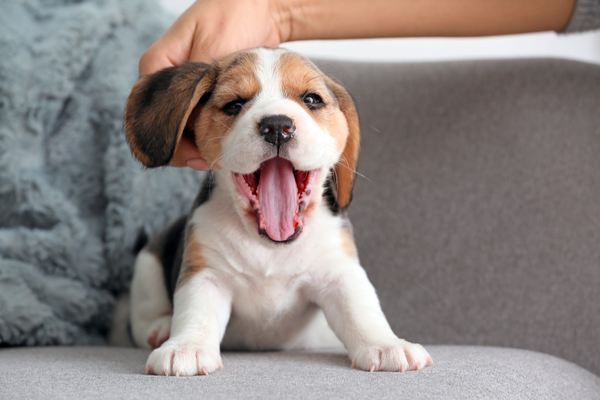 szczeniak beagle drapany za uchem