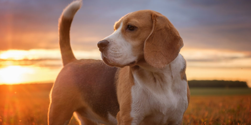 Beagle portret pies jesienią o zachodzie słońca