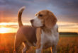 Beagle portret pies jesienią o zachodzie słońca